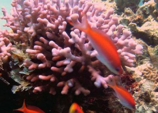  Meeresfauna 